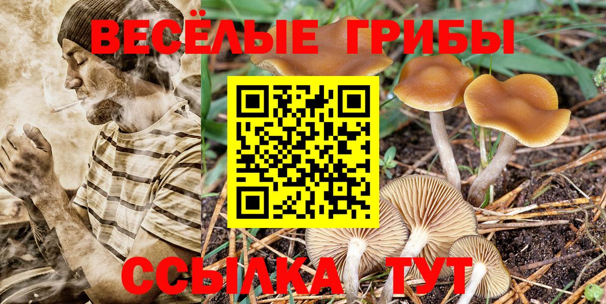 Галлюциногенные грибы Psilocybe Сергиев Посад
